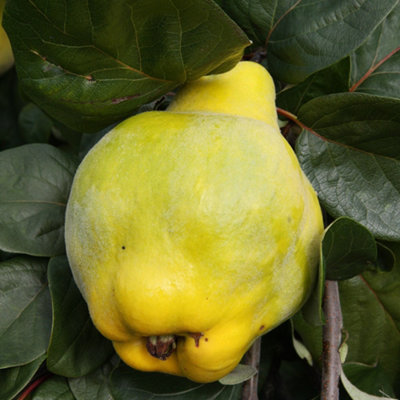 B&Q -  Quince Meech's Prolific Fruiting Outdoor Fruit Tree 9L Pot Qa Rootstock 1.5M2M