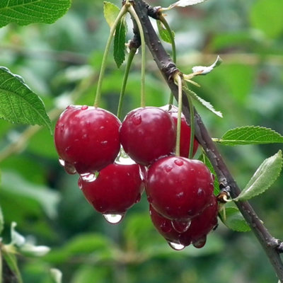 B&Q -  Cherry Karina Prunus Avium Sweet Cherry Outdoor Fruit Tree 9L Pot 1.2M