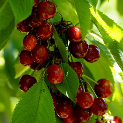 B&Q -  Cherry Merchant Prunus Avium Sweet Cherry Outdoor Fruit Tree 9L Pot 1.2M