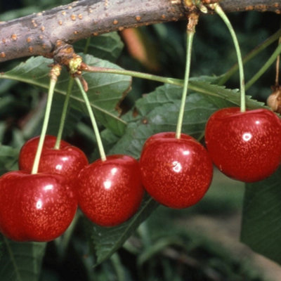 B&Q -  Cherry Morello Prunus Cerasus Sweet Cherry Outdoor Fruit Tree 9L Pot 1.5M