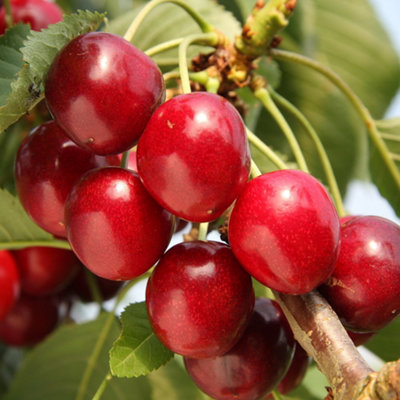 B&Q -  Cherry Summer Sun Prunus Avium Sweet Cherry Outdoor Fruit Tree 9L Pot 1.8M2M