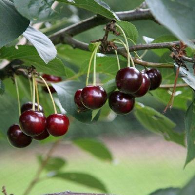 B&Q -  Cherry Sunburst Prunus Avium Sweet Cherry Outdoor Fruit Tree 9L Pot 1.8M2M