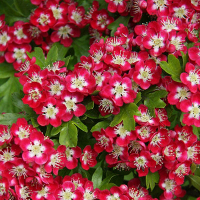 B&Q -  Crimson Cloud Hawthorn May Blossom Tree Crataegus X Media 9L Pot 2M2.5M