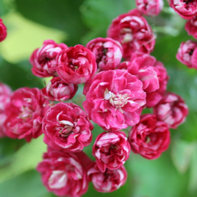 B&Q -  Paul's Scarlet Hawthorn Tree Ornamental Crataegus X Media 9L Pot 2M2.5M