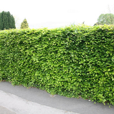 Plant Theory Common Beech Tree Outdoor Ornamental Fagus Sylvatica9L Pot 1.2M1.5M from B&Q