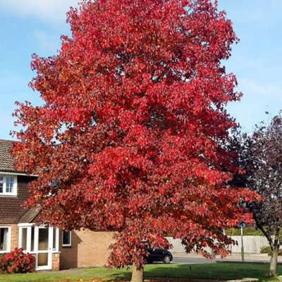 B&Q -  Sweet Gum Tree Outdoor Ornamental Liquidambar Styraciflua 9L Pot 1.5M1.8M