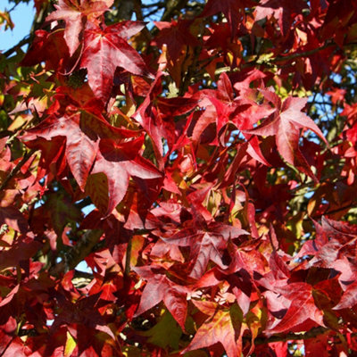 B&Q -  Lane Roberts Sweet Gum Tree Outdoor Liquidambar Styraciflua 9L Pot 1.2M1.5M