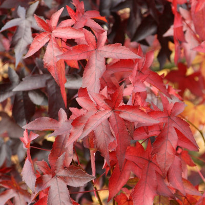 B&Q -  Worplesdon Sweet Gum Tree Outdoor Liquidambar Styraciflua 9L Pot 1.5M1.8M