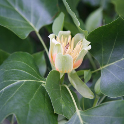 B&Q -  Fastigiatum Tulip Tree Ornamental Liriodendron Tulipifera 9L Pot 2M2.5M
