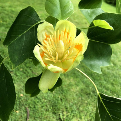 B&Q -  Fastigiatum Tulip Tree Ornamental Liriodendron Tulipifera 9L Pot 2.5M3M