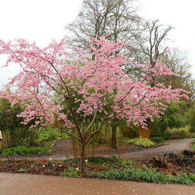 Plant Theory Accolade Flowering Cherry Blossom Tree Ornamental Prunus 9L Pot 1.2M - 1.5M