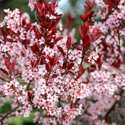 Plant Theory Black Flowering Cherry Blossom Tree Prunus Cerasifera 9L Pot 1.8M2M from B&Q
