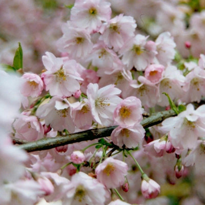 Plant Theory Pandora Flowering Cherry Blossom Tree Ornamental Prunus 9L Pot 1.5M2M from B&Q