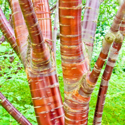 Plant Theory Flowering Cherry Blossom Tree Ornamental Prunus Serrula 9L Pot 1.8M2M from B&Q