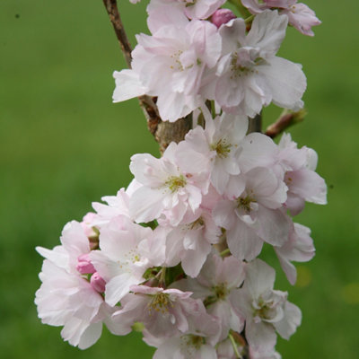 Plant Theory Amanogawa Flowering Cherry Blossom Tree Ornamental Prunus 9L Pot 1.2M - 1.5M