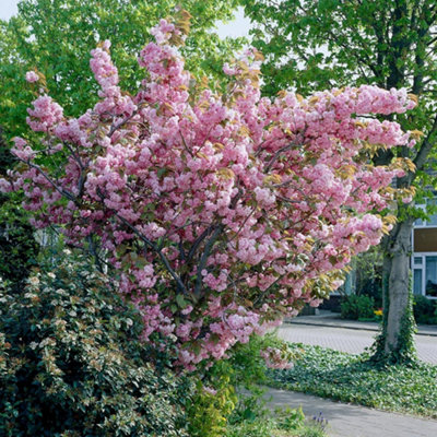 Plant Theory Kanzan Flowering Cherry Blossom Tree Ornamental Prunus 9L Pot 1.8M2.1M from B&Q