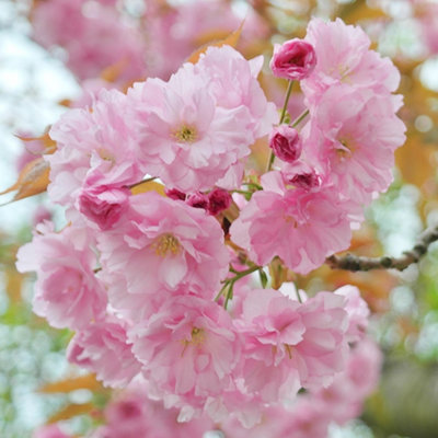 Plant Theory Pink Perfection Flowering Cherry Blossom Tree Prunus 9L Pot 1.8M2.1M from B&Q