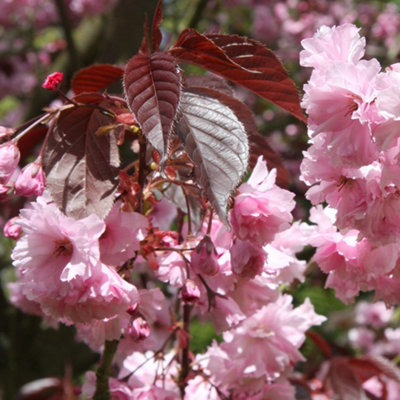 Plant Theory Royal Flowering Cherry Blossom Tree Outdoor Prunus 9L Pot 1.2M - 1.5M Burgundy