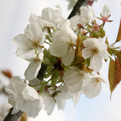 Plant Theory Tai-Haku Flowering Cherry Blossom Tree Ornamental Prunus 9L Pot 1.8M2.1M from B&Q