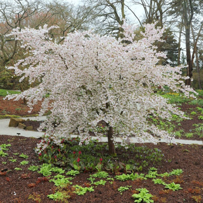 Plant Theory The Bride Flowering Cherry Blossom Tree Ornamental Prunus 9L Pot 1.2M - 1.5M
