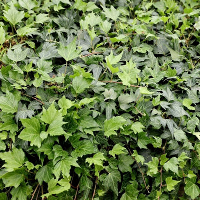 Primrose Hedera Helix Green Ripple English Ivy Or Common Ivy 9Cm Pot 12Cm Tall Climbing Plant from B&Q
