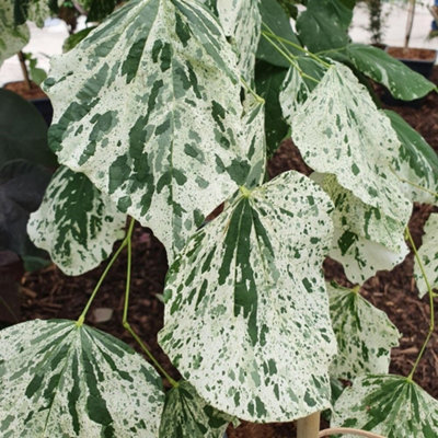 Plant Theory Alley Cat American Redbud Tree Outdoor Cercis Canadensis 12L Pot 1.2M1.5M from B&Q