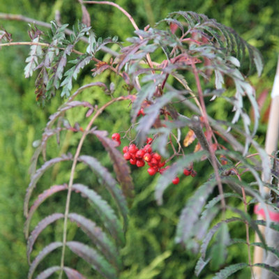 Plant Theory Chinese Lace Mountain Ash Whitebeam Tree Outdoor Sorbus 12L Pot 1.5M1.8M from B&Q
