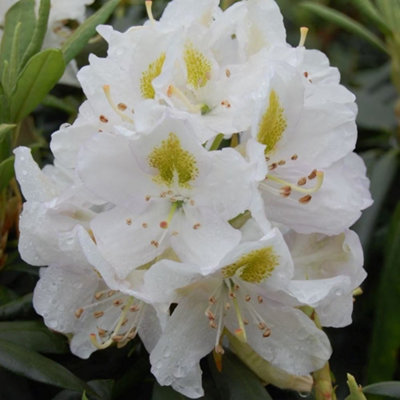 Plant Theory Madame Masson Outdoor Shrub Plant Rhododendron Garden Tree Bush 2L Pot