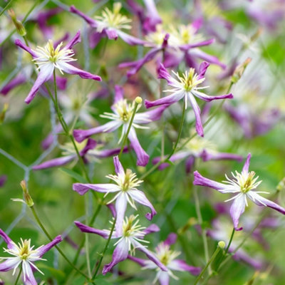 Primrose Clematis X Triternata Rubromarginata 9Cm Pot 30Cm Cane Climbing Plant from B&Q