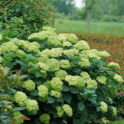 B&Q -  Hydrangea Arborescens Sublime Annabelle Severnwort 5 Litre Pot Shrub Plant