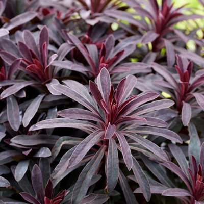 Primrose Euphorbia Miners Merlot Spurge 9Cm Pot Perennial Plant from B&Q