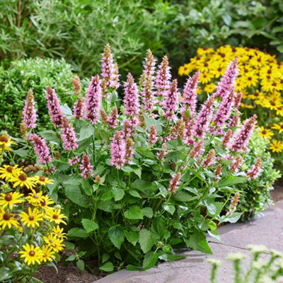 Primrose Agastache Rugosa Beelicious Pink Mexican Giant Hyssop 9Cm Pot Perennial Plant from B&Q