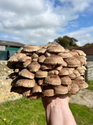 Plant Theory Grow Your Own Mushroom Kit Shiitake Mushrooms Outdoor Log Dowel Kit from B&Q