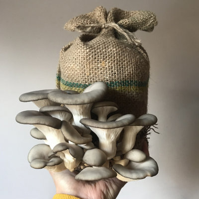 Plant Theory Grow Your Own Mushroom Kit Grey Oyster Mushrooms Complete Ready To Grow from B&Q