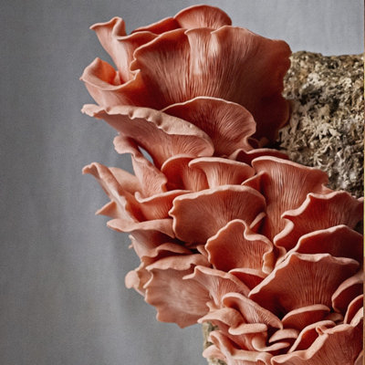 Plant Theory Grow Your Own Mushroom Kit Pink Oyster Mushrooms Complete Ready To Grow from B&Q