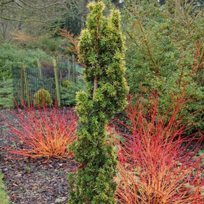 Primrose Taxus Baccata Standishii Yew 1 Litre Pot Conifer Bush from B&Q