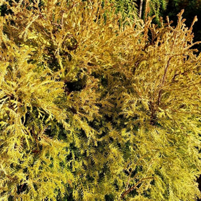 Primrose Thuja Occidentalis Rheingold White Cedar 1 Litre Pot Conifer Bush from B&Q