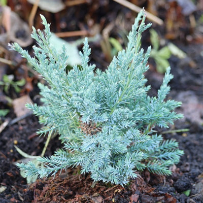 Primrose Juniperus Squamata Holger Flaky Juniper 1 Litre Pot Conifer Bush from B&Q