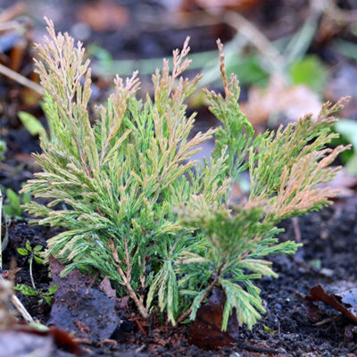 Primrose Juniperus Horizontalis Limeglow Creeping Juniper 1 Litre Pot Conifer Bush from B&Q