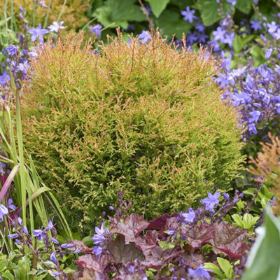 Primrose Thuja Occidentalis Fire Chief White Cedar 1 Litre Pot Conifer Bush from B&Q