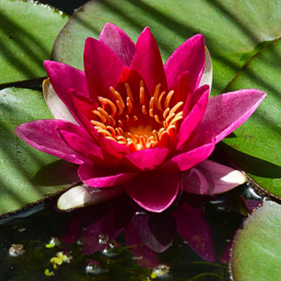 Lincolnshire Pond Plants Firecrest Water LilyKitMarginal Aquatic Pond Plant from B&Q