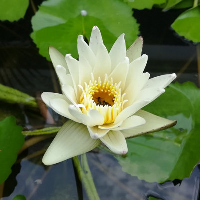 Lincolnshire Pond Plants Albatross Water LilyLoose RootMarginal Aquatic Pond Plant from B&Q