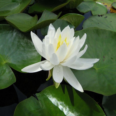 Lincolnshire Pond Plants Caroliniana Nivea Water LilyLoose RootMarginal Aquatic Pond Plant from B&Q