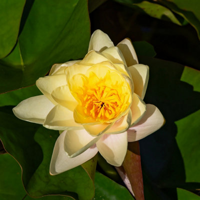 Lincolnshire Pond Plants Moorei Water LilyLoose RootMarginal Aquatic Pond Plant from B&Q