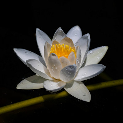 Lincolnshire Pond Plants Alba Water LilyLoose RootMarginal Aquatic Pond Plant from B&Q