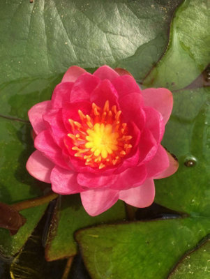 Lincolnshire Pond Plants Arethusa Water LilyPottedMarginal Aquatic Pond Plant from B&Q