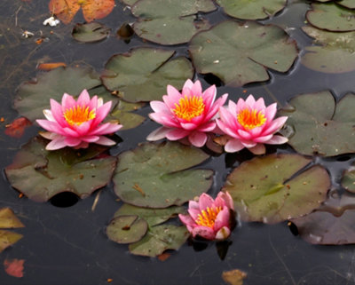 Lincolnshire Pond Plants Formosa Water LilyPottedMarginal Aquatic Pond Plant from B&Q