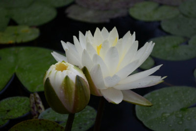 Lincolnshire Pond Plants Perry's Double White Water LilyPottedMarginal Aquatic Pond Plant from B&Q