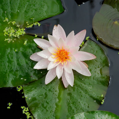 Lincolnshire Pond Plants Venusta Water LilyPottedMarginal Aquatic Pond Plant from B&Q