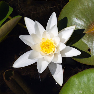 Lincolnshire Pond Plants Hermine Water LilyPottedMarginal Aquatic Pond Plant from B&Q